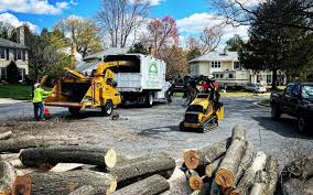 Reliable Morgantown, WV Tree Services Solutions