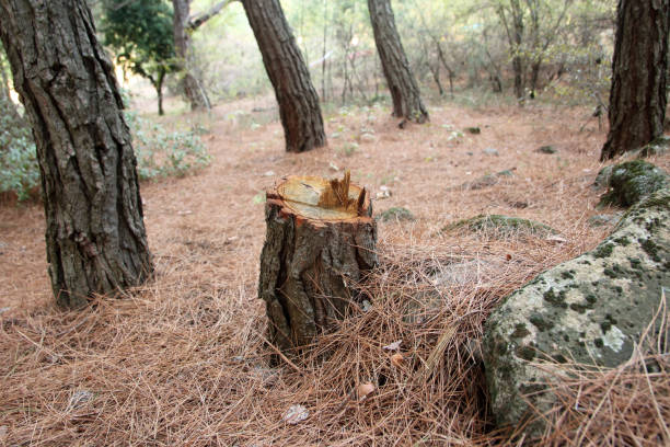 Best Stump Grinding and Removal  in Morgantown, WV