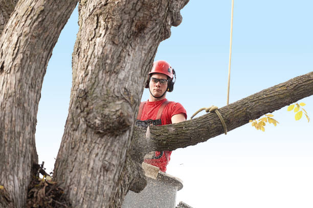 Leaf Removal in Morgantown, WV